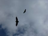 Rocher du Saint-Julien: Comit d'accueil (vautours fauves)