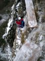 La Primev�re � Oreille d'Ours