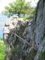 La Primev�re � Oreille d'Ours