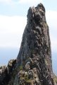 La Primev�re � Oreille d'Ours