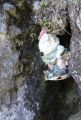 La Primev�re � Oreille d'Ours