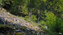 Rando-ferrata de la source de la Moselle: Apr�s une marche de 5 min dans la for�t la suite nous attend au milieu des arbres, c'est agr�able et plus facile !
