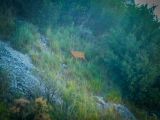 Les prises de la Bastille: une biche sous les remparts!