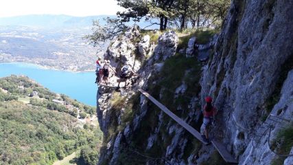 La Primev�re � Oreille d'Ours