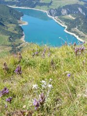 Le Roc du Vent: Embléme des Alpes ils sont protégés
