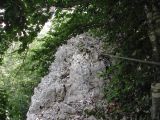 La via ferrata de la Roche au Dade: Pont de singe