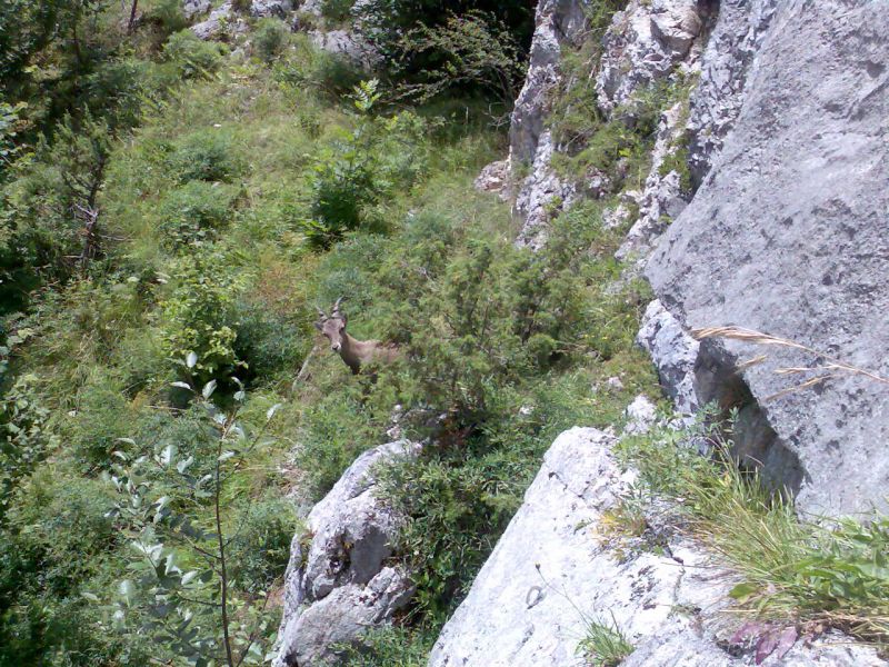 Saix de Miol�ne: abondance022.jpg