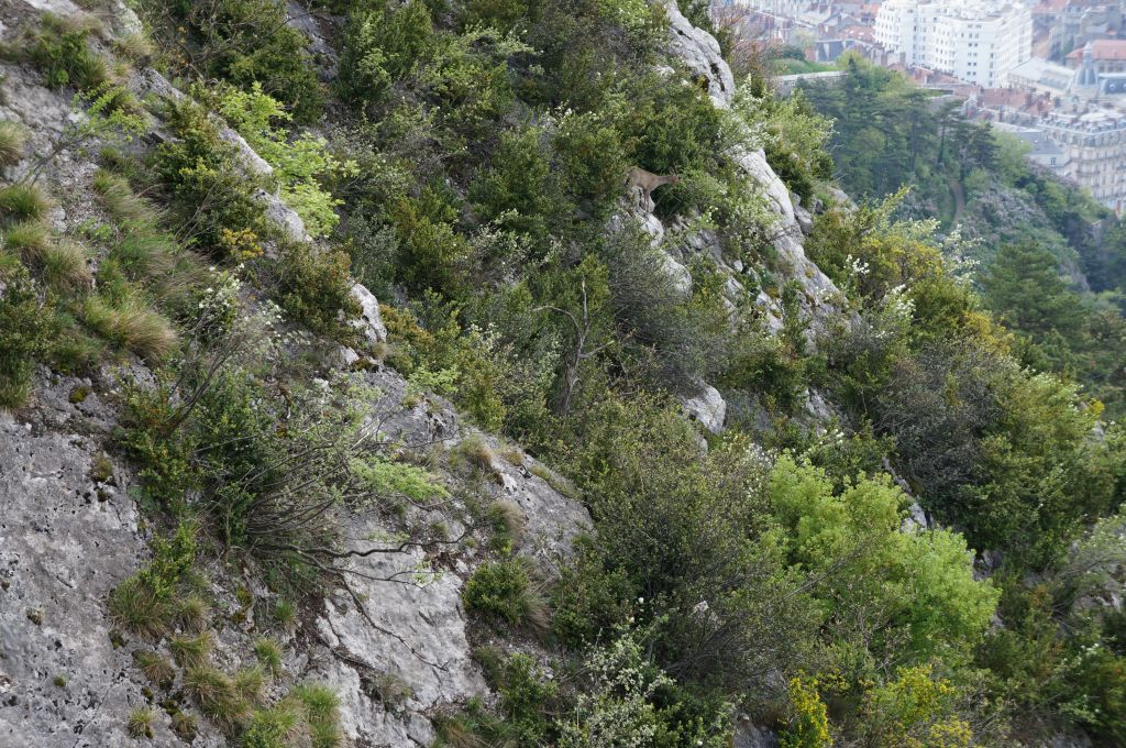 Les prises de la Bastille: grenoble068.jpg