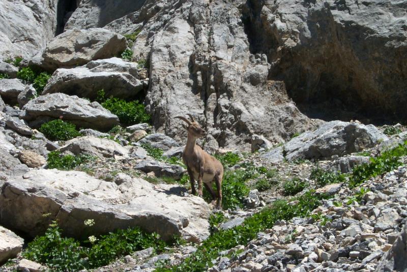 L'Aiguillette du Lauzet: lauzet14.jpg