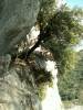 collias008.jpg